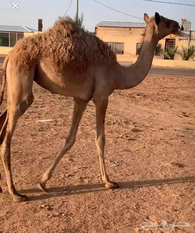 رحول خلفه طوع تم البيع 4