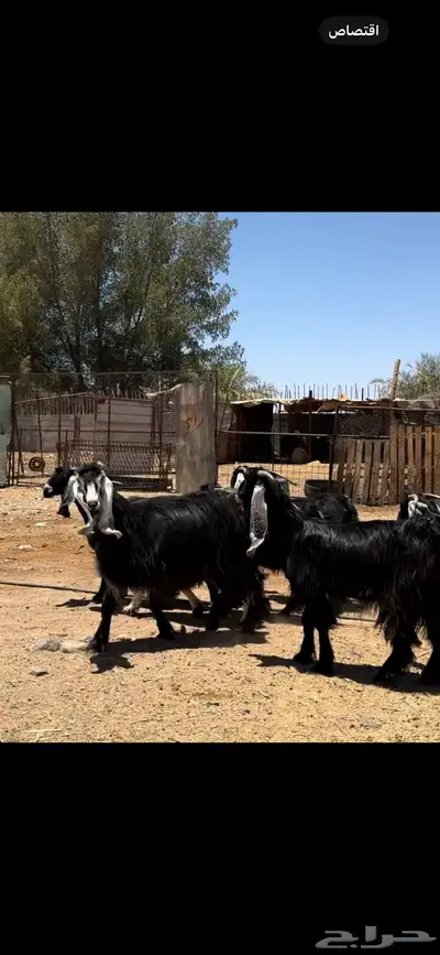 جفار عوارض. تم البيع 1
