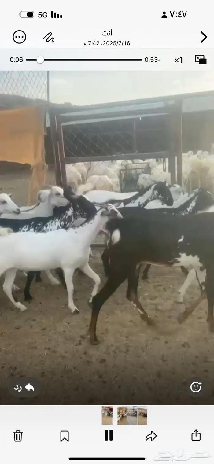 عنقان العدد 20 جذعه ثنيه رباع 1