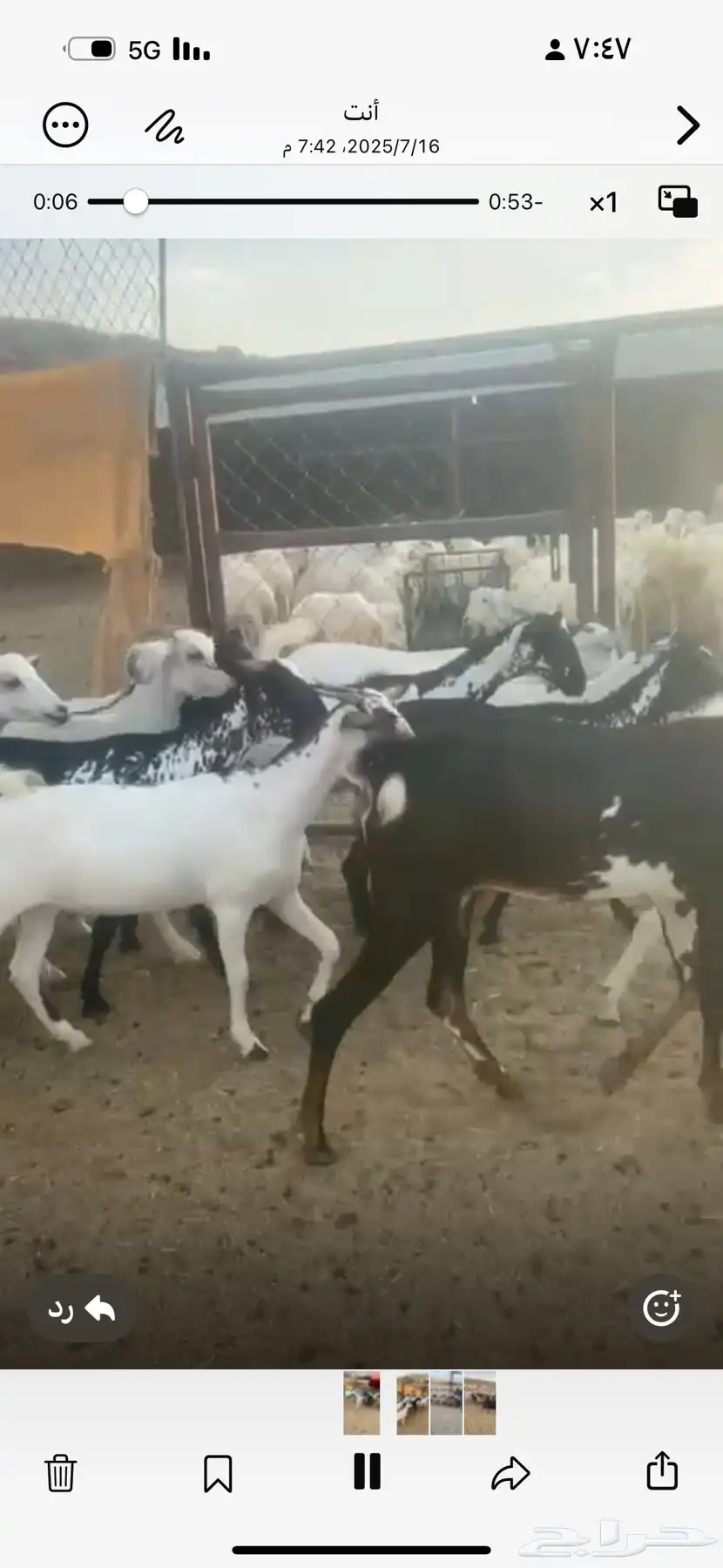 عنقان العدد 20 جذعه ثنيه رباع 1