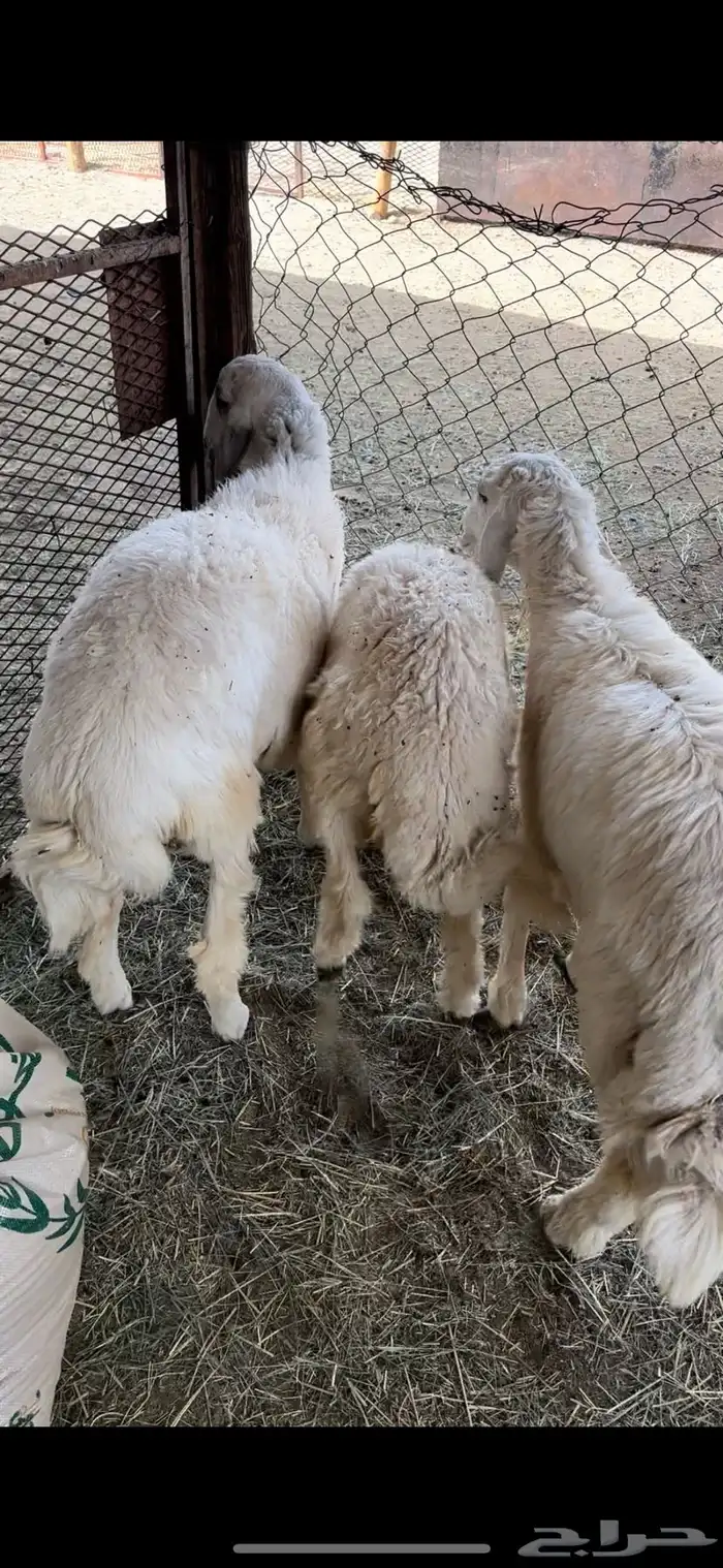 3 طليان نظيفه 0