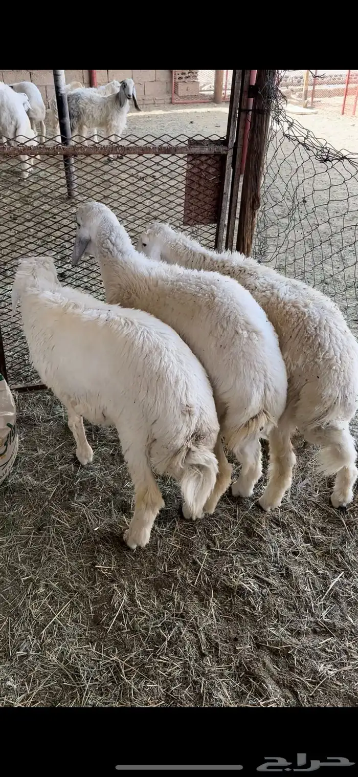 3 طليان نظيفه 2