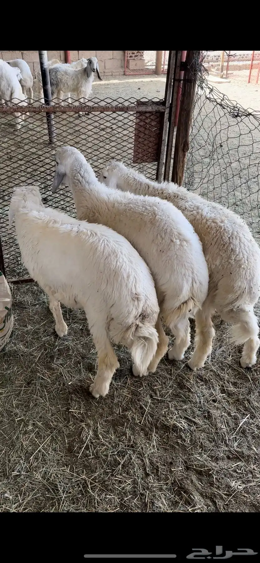 3 طليان نظيفه 2