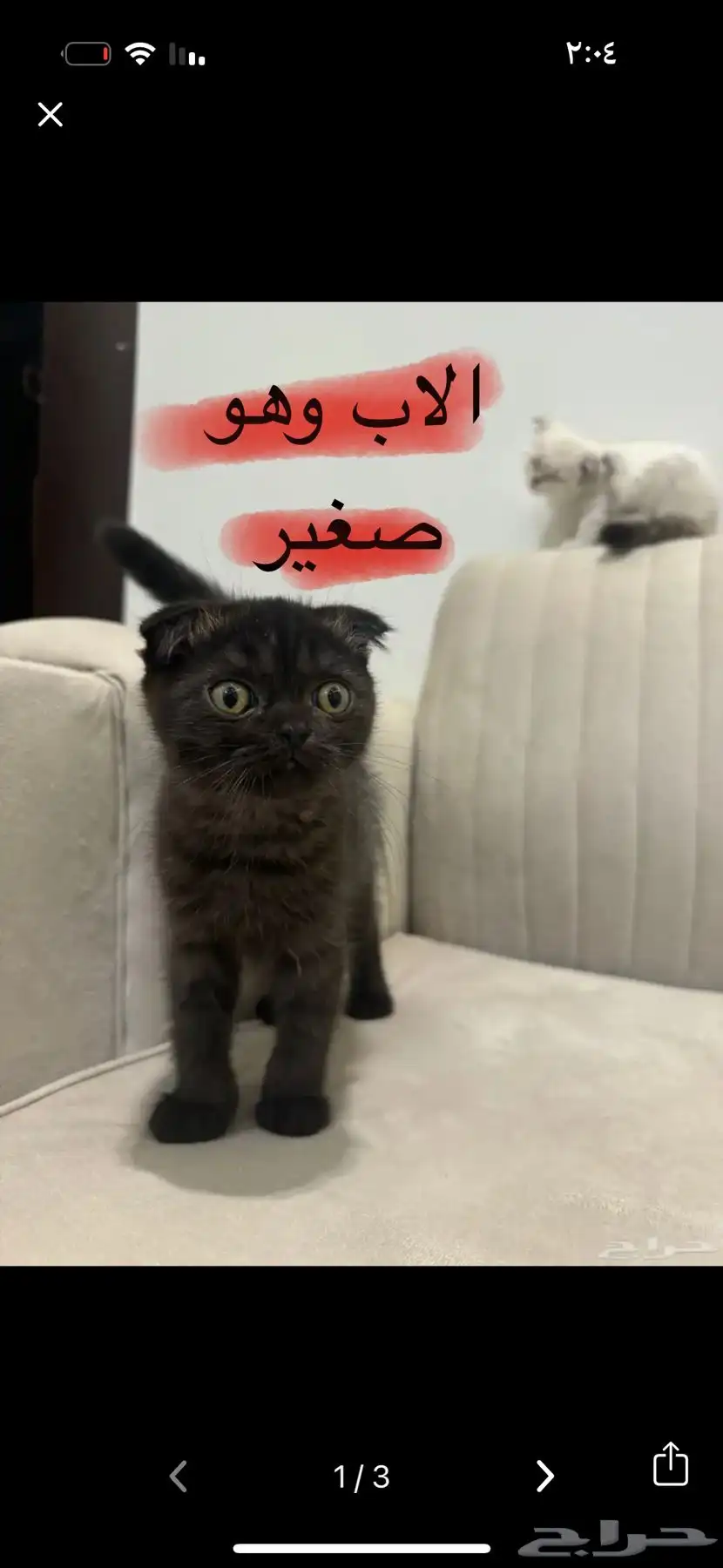 سكوتش تربل فولد 7