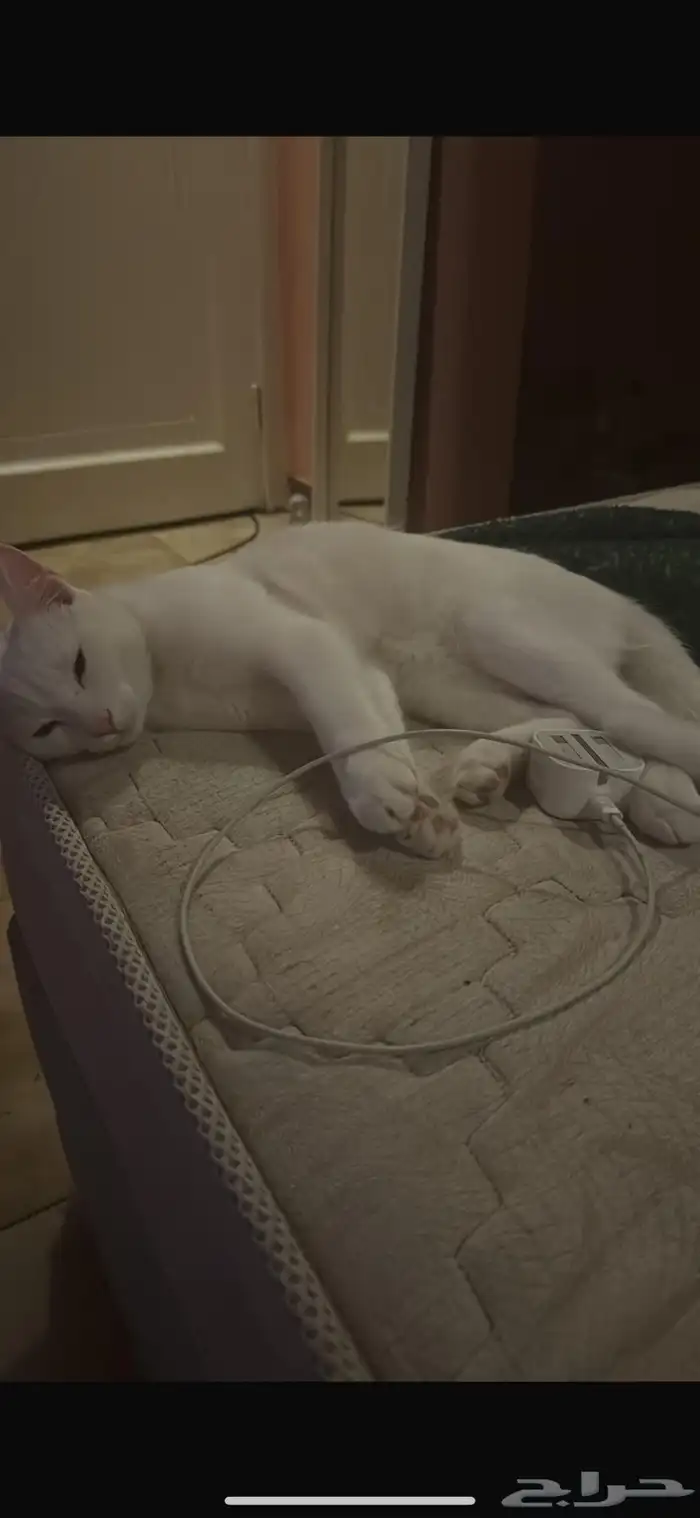 قط ذكر تائه عيون ملونه 1