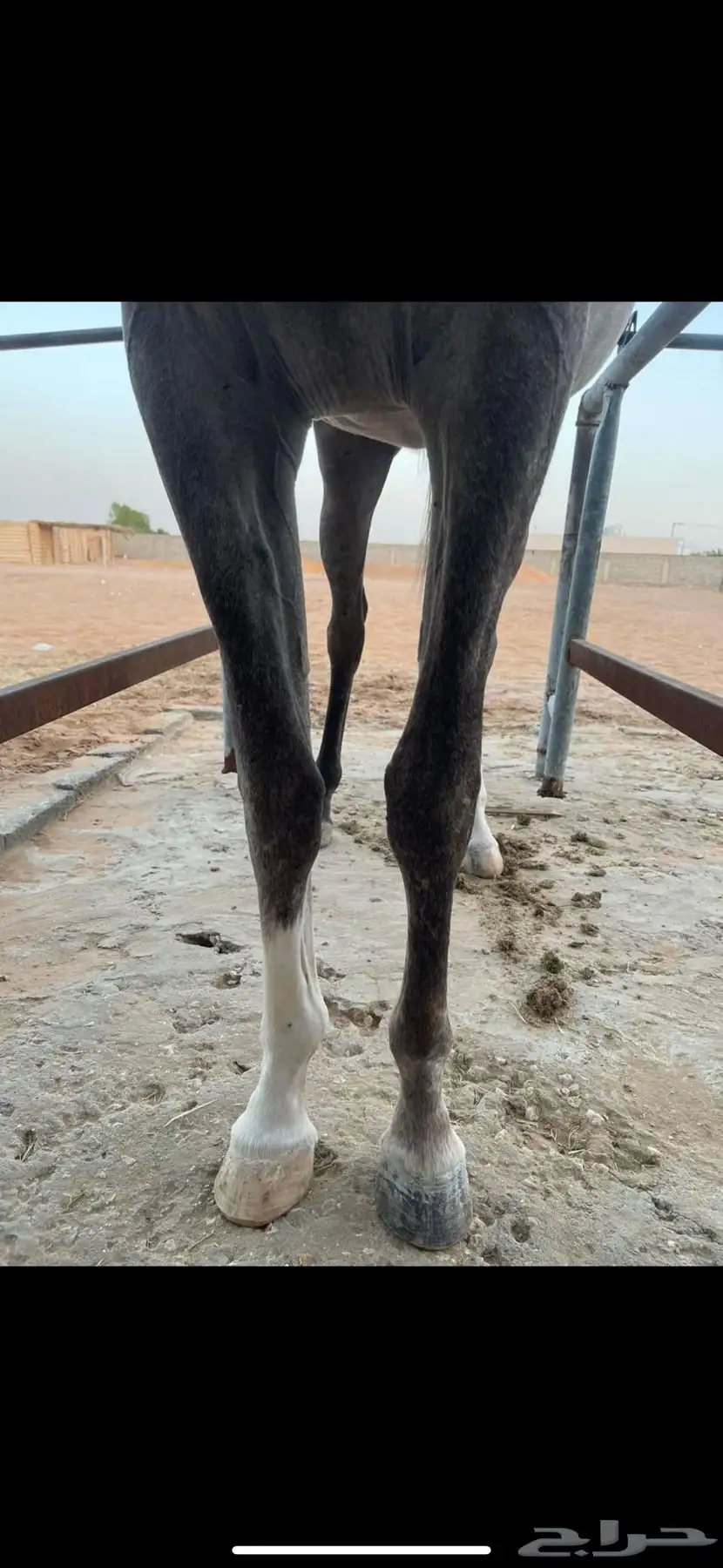 للبيع فرس واهو 7