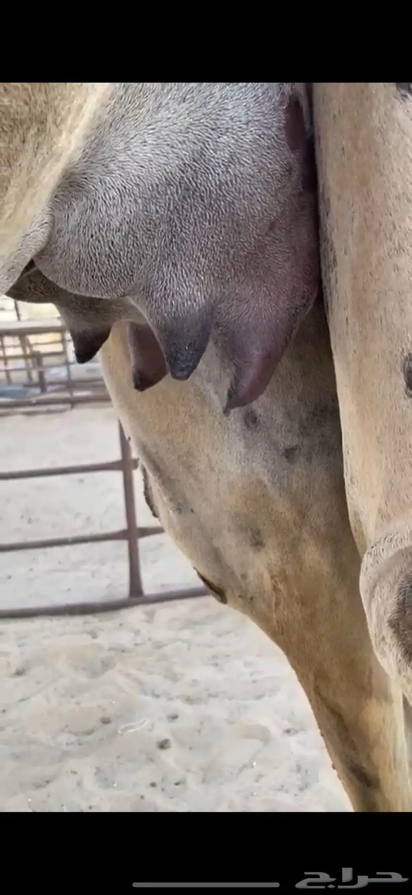 خفوت هجن 1