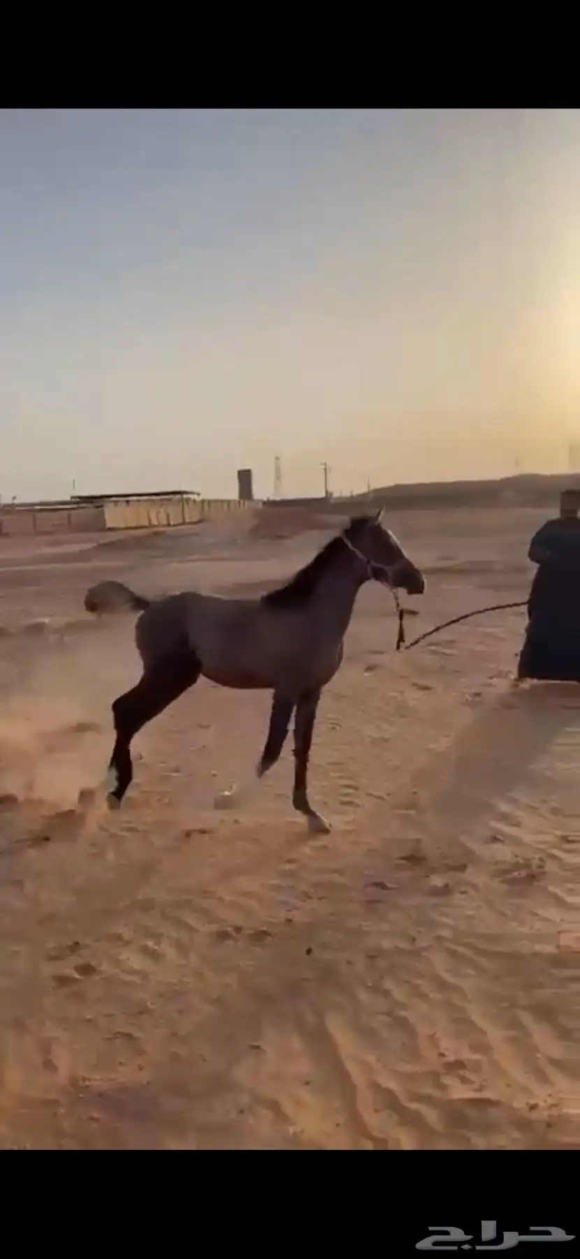 للبيع فرس واهو 4