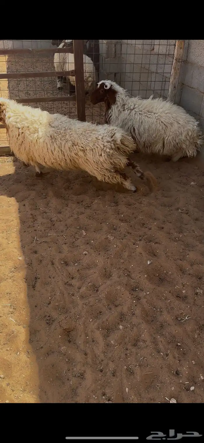 نعيم 2