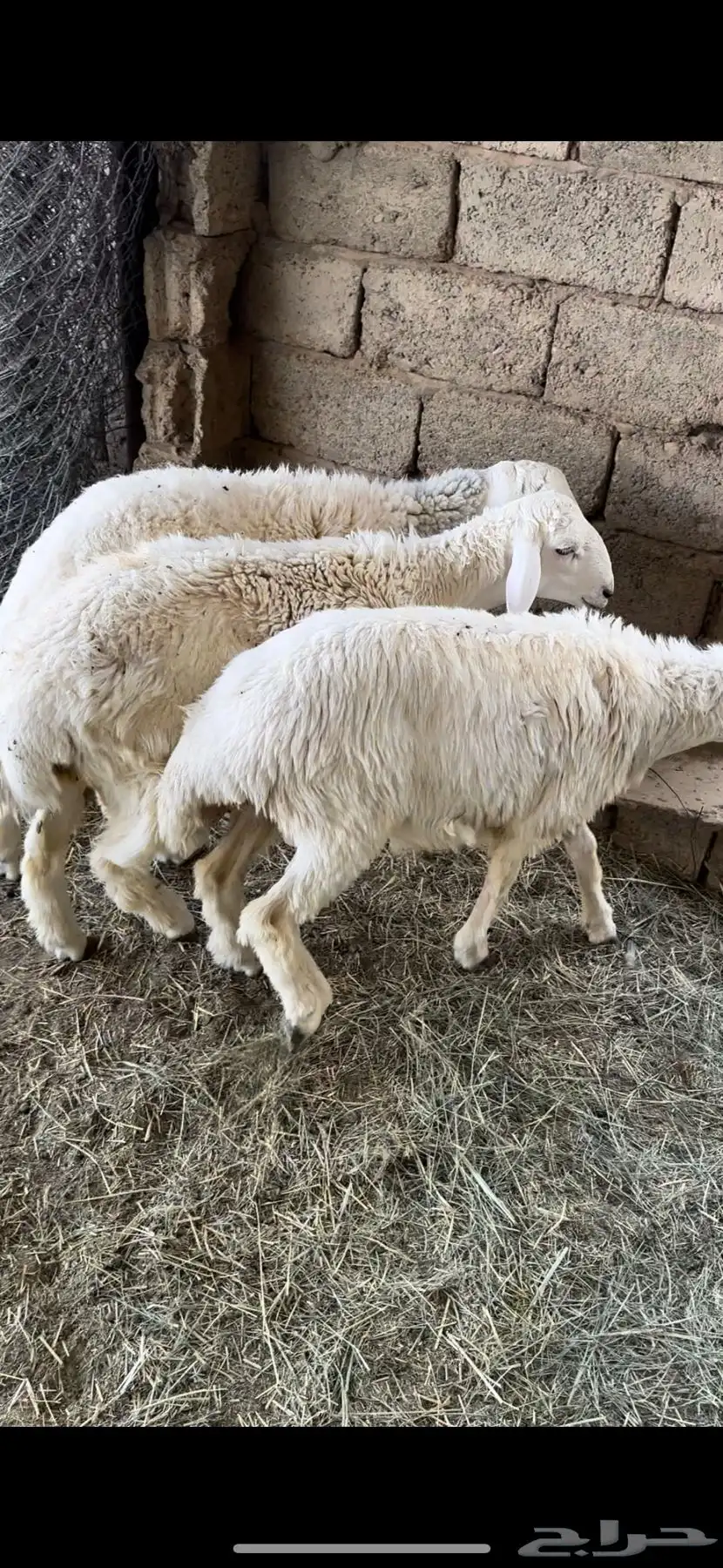 3 طليان نظيفه 1