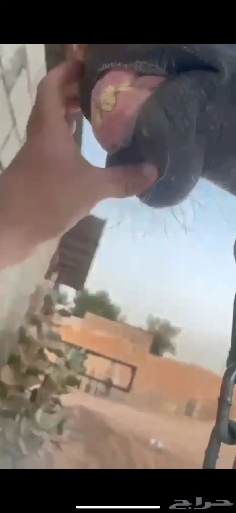 للبيع فرس واهو 3