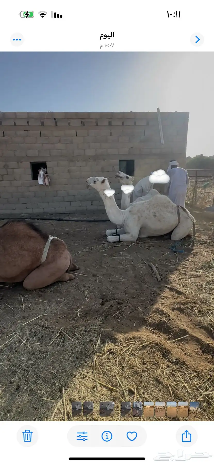 بكره وضحا عفرا باتليه لقيه للبيع جنوب بيشه 1