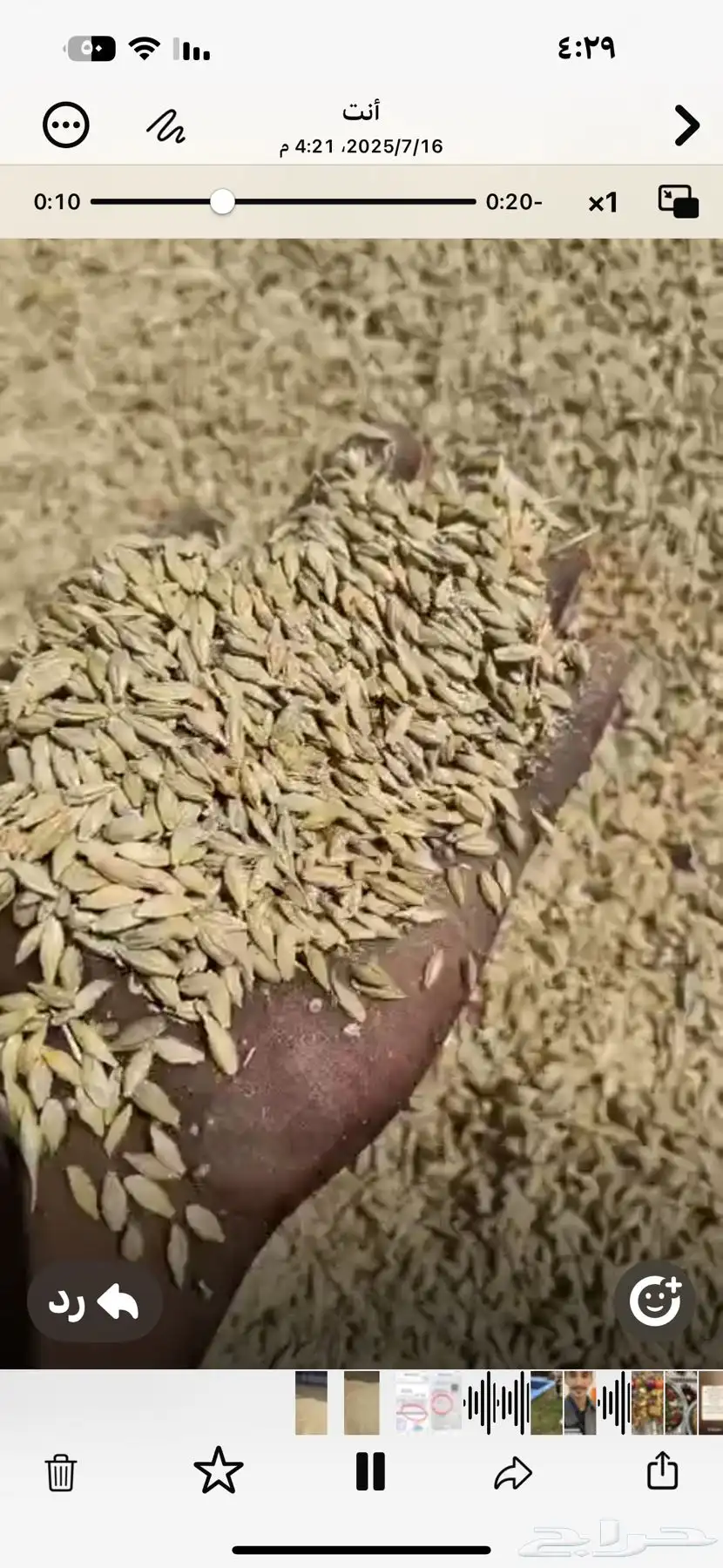 شعير بلدي - الشرقيه الموقع مزارع حرض 0