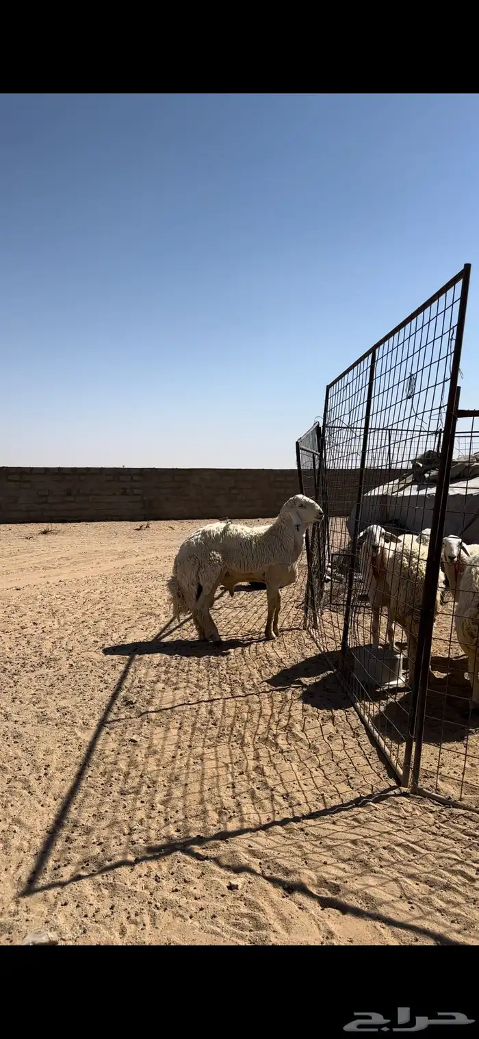 خروف حري صنف بيع مستعجل 3