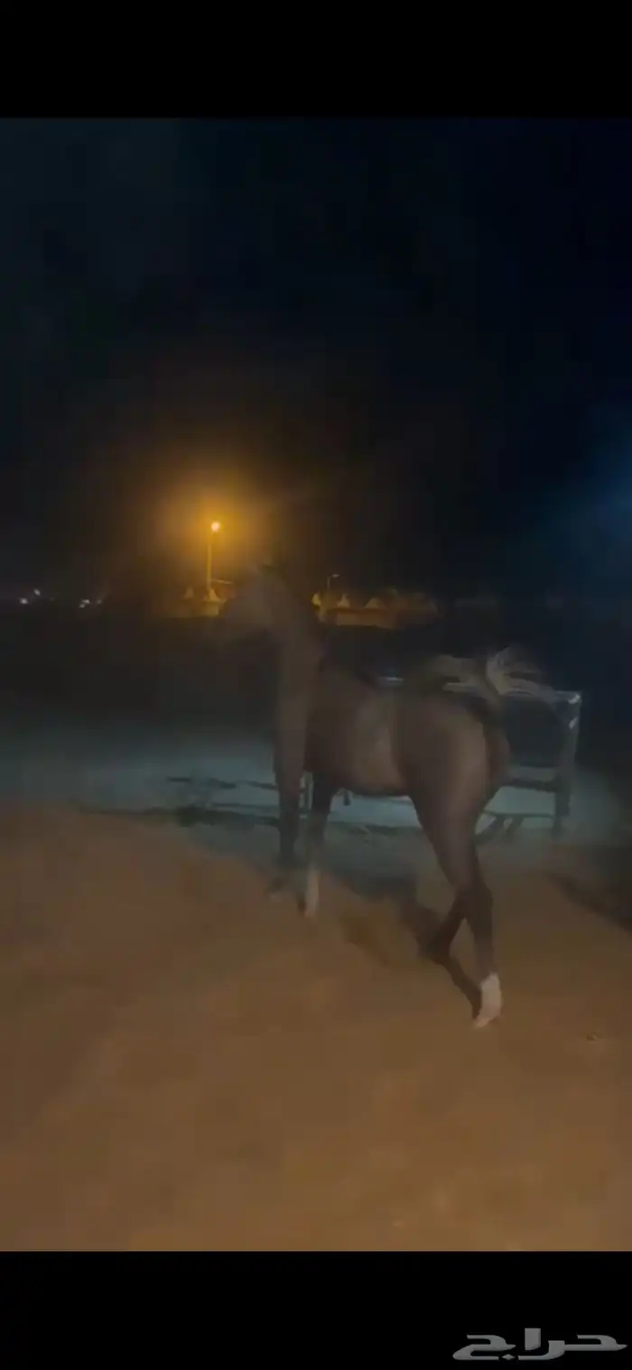للبيع فرس واهو 6