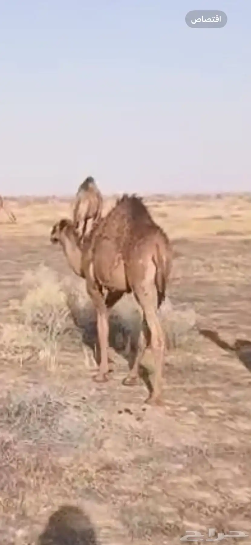 قعدان اثنين 0