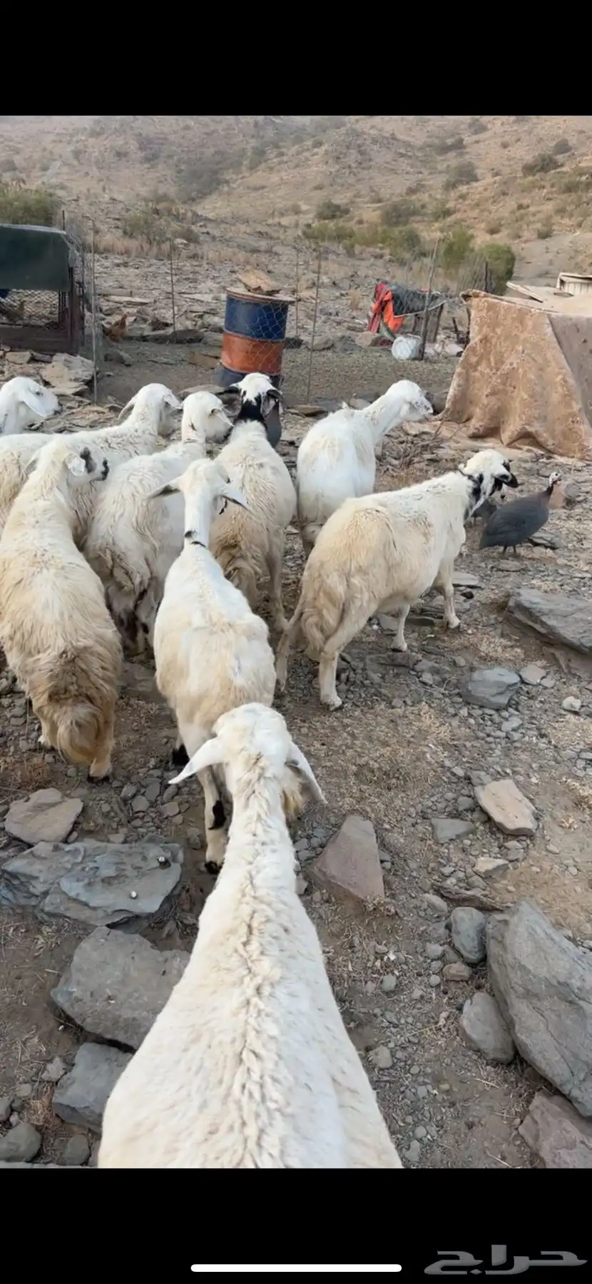 ضان للبيع 2