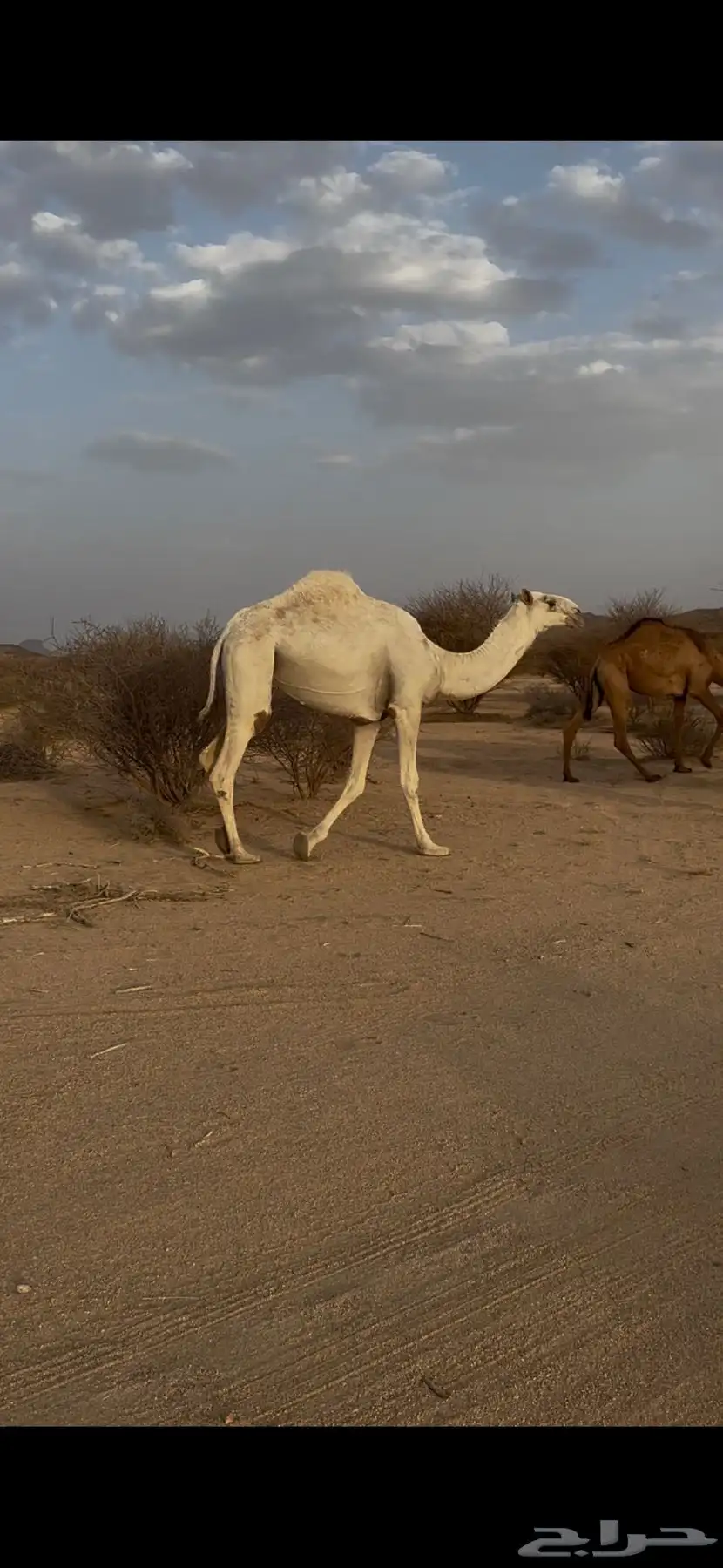 بكره وضحا عفرا باتليه لقيه للبيع جنوب بيشه 3