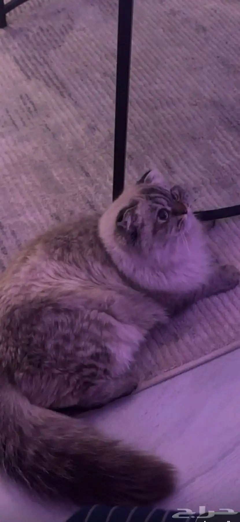 قطط 0