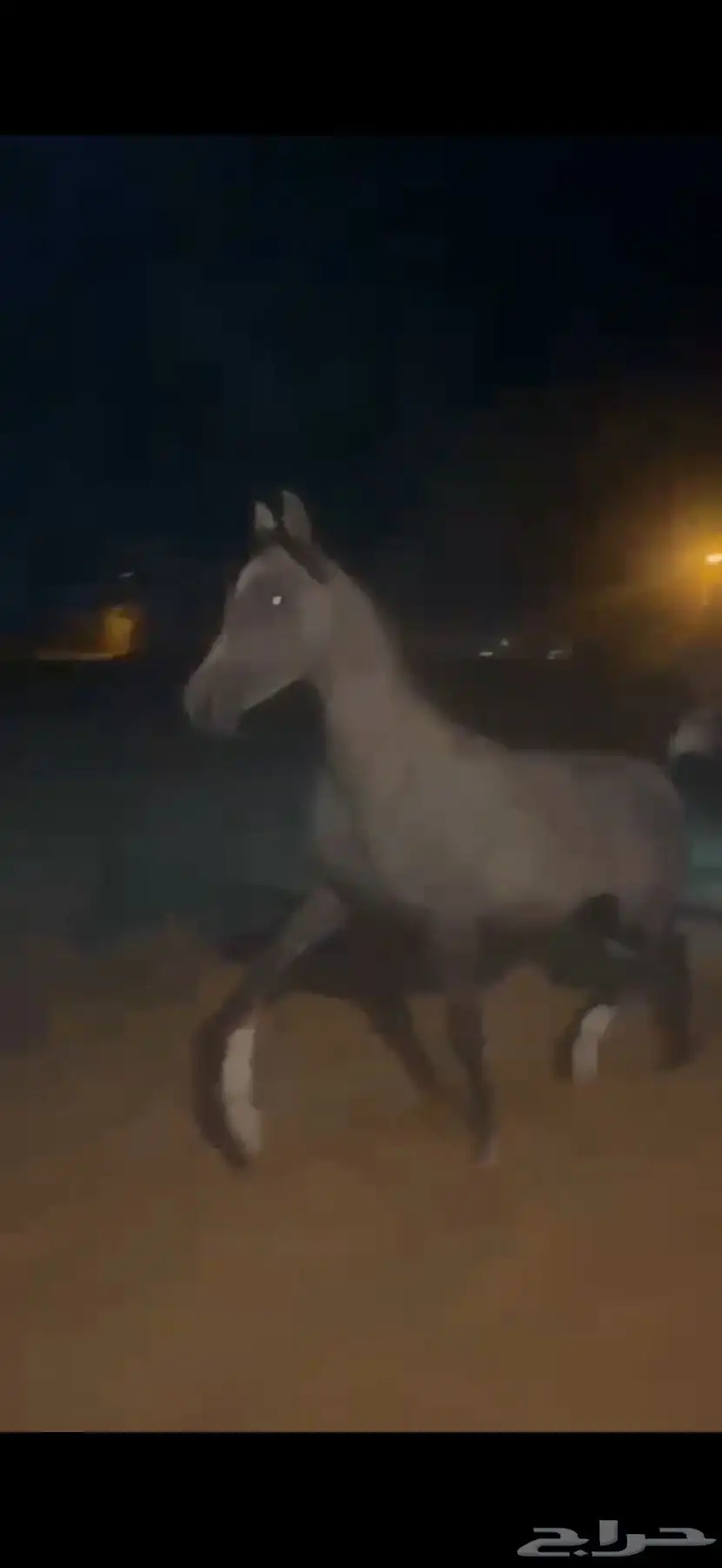 للبيع فرس واهو 1