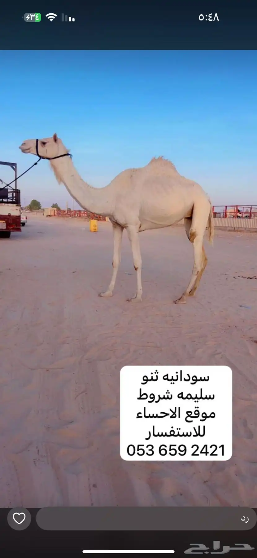 سودانيه ثنو 0