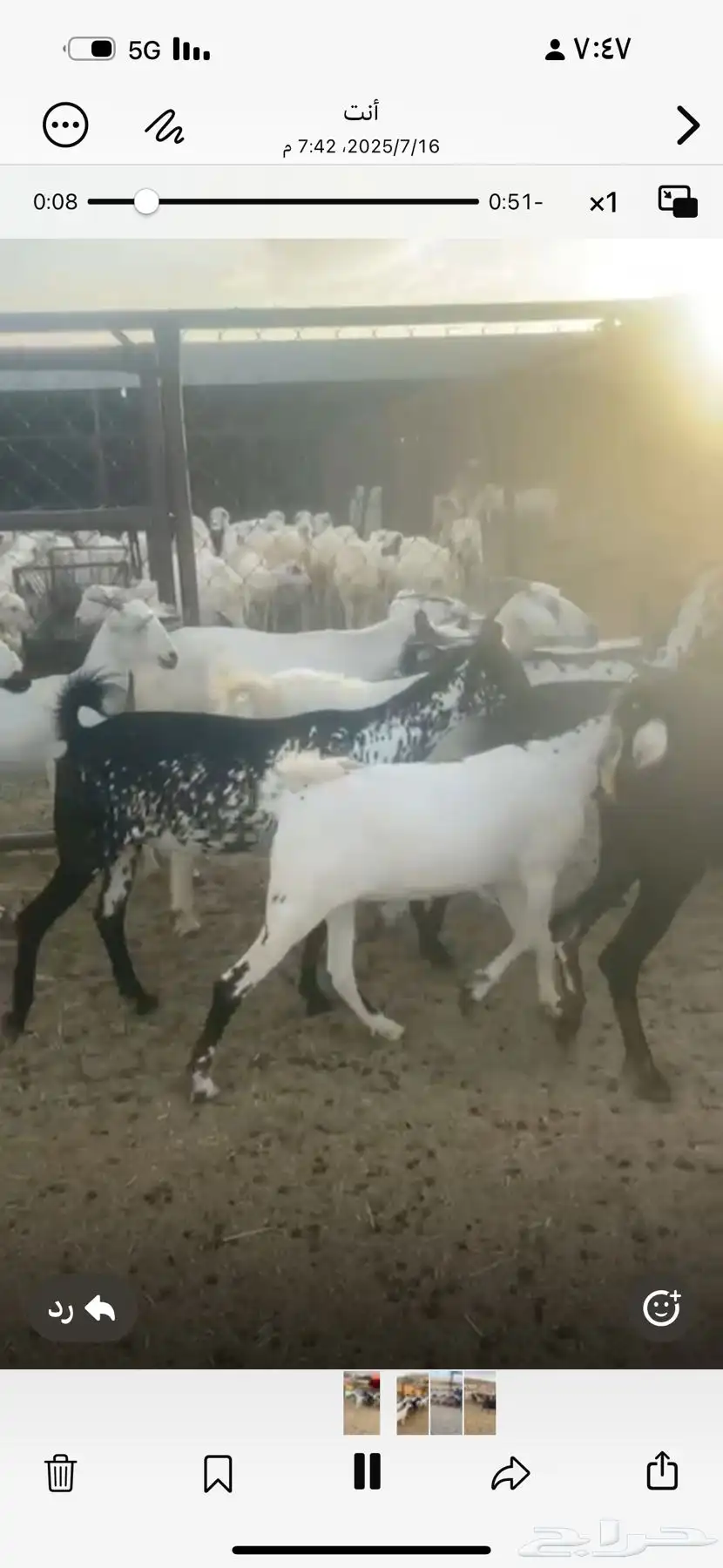 عنقان العدد 20 جذعه ثنيه رباع 0
