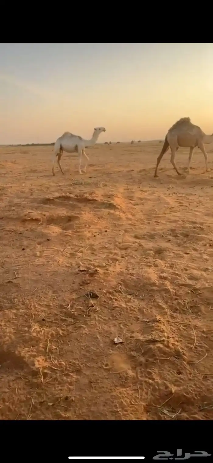 قعود مفرود فحل 1
