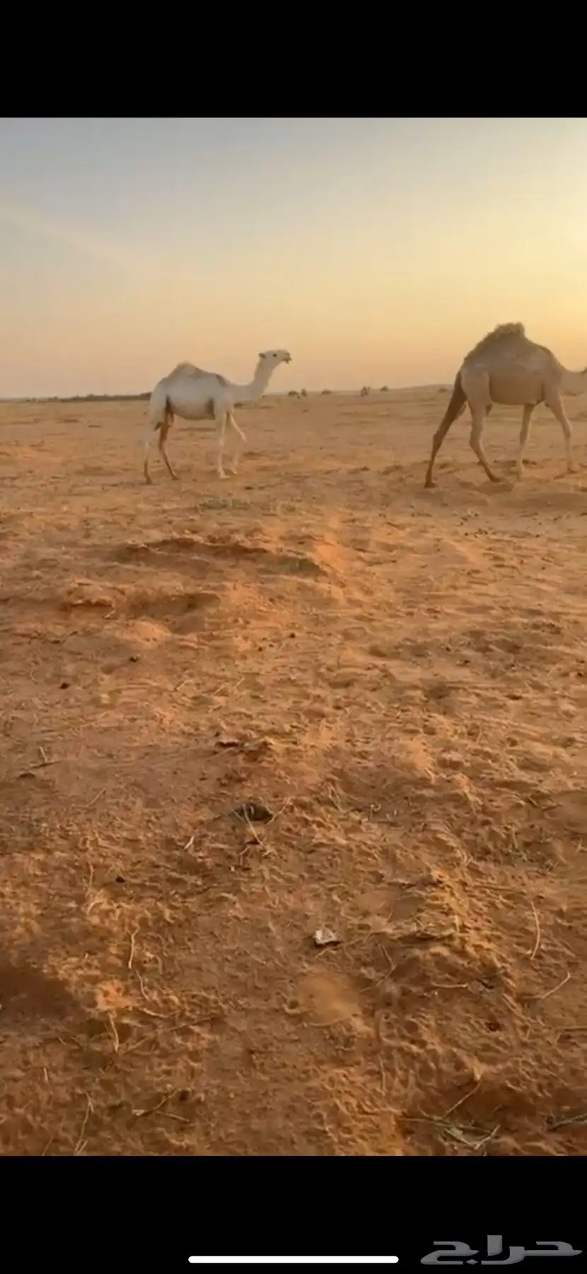 قعود مفرود فحل 1