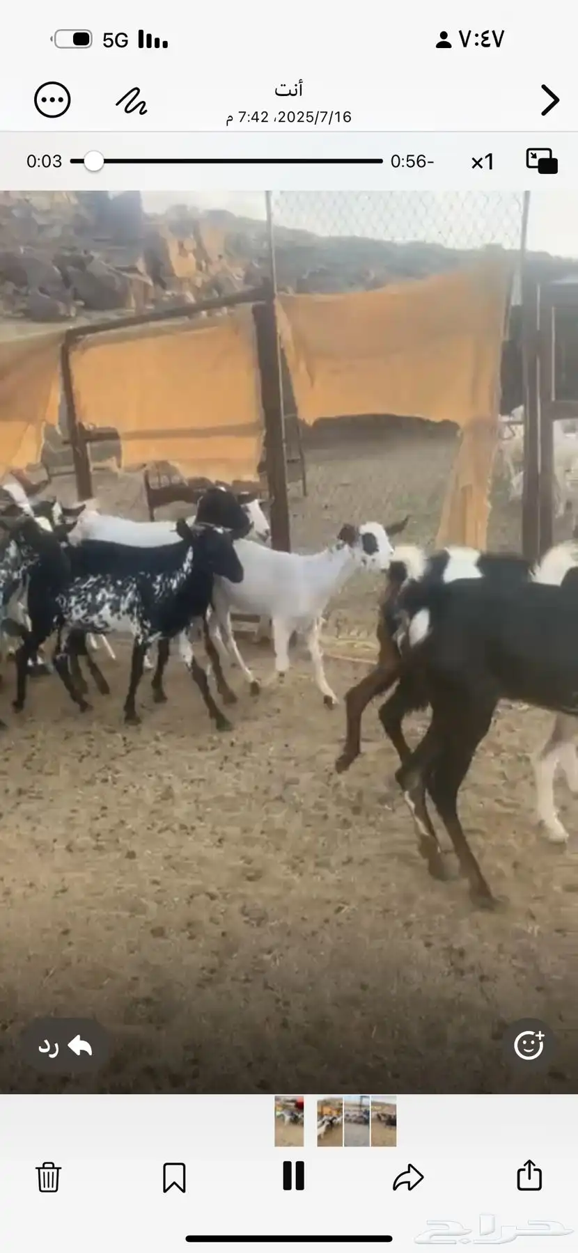 عنقان العدد 20 جذعه ثنيه رباع 2