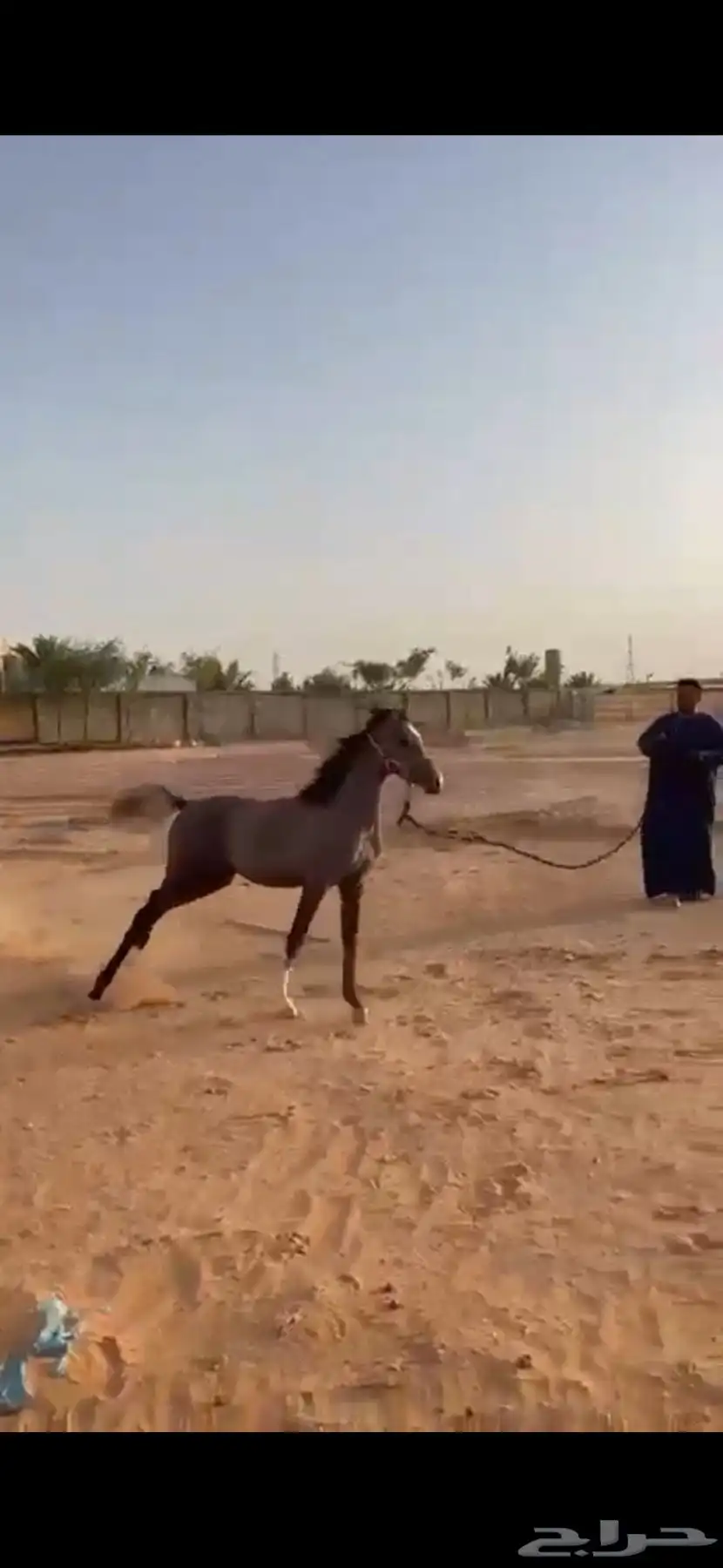للبيع فرس واهو 5