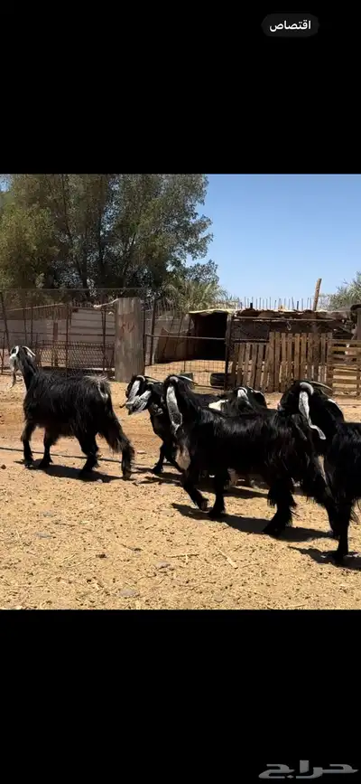 جفار عوارض. تم البيع 2