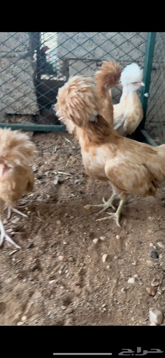 دجاج بولش 0