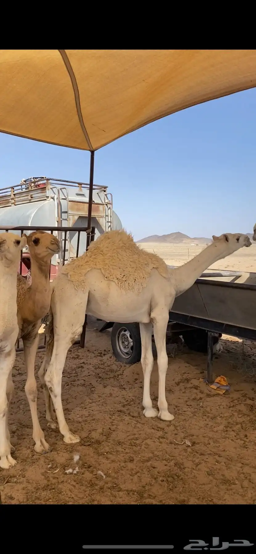 حشو للبيع من 3شهور الي 6 شهور 3
