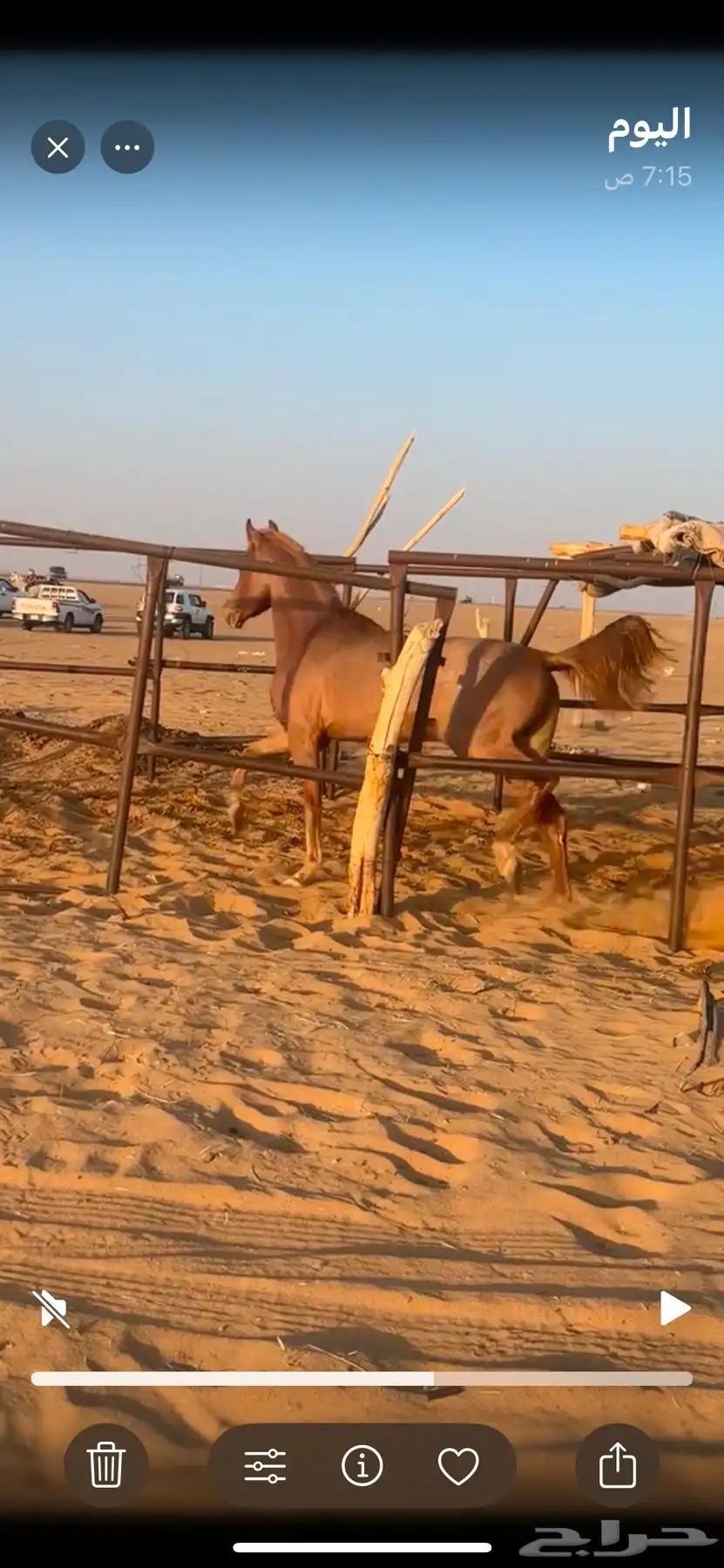 مهر شعبي للبيع 2