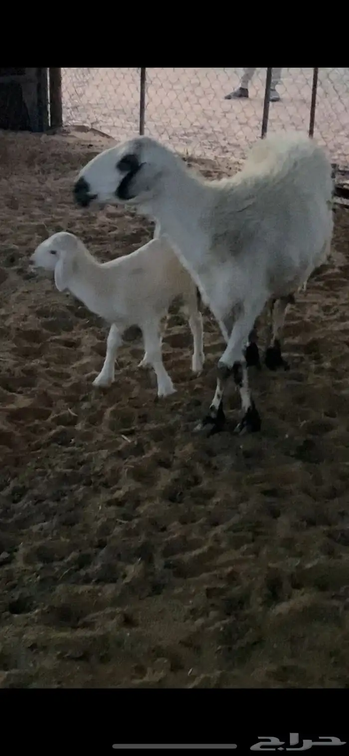 حريه تامه شبب تحتها خروف 2