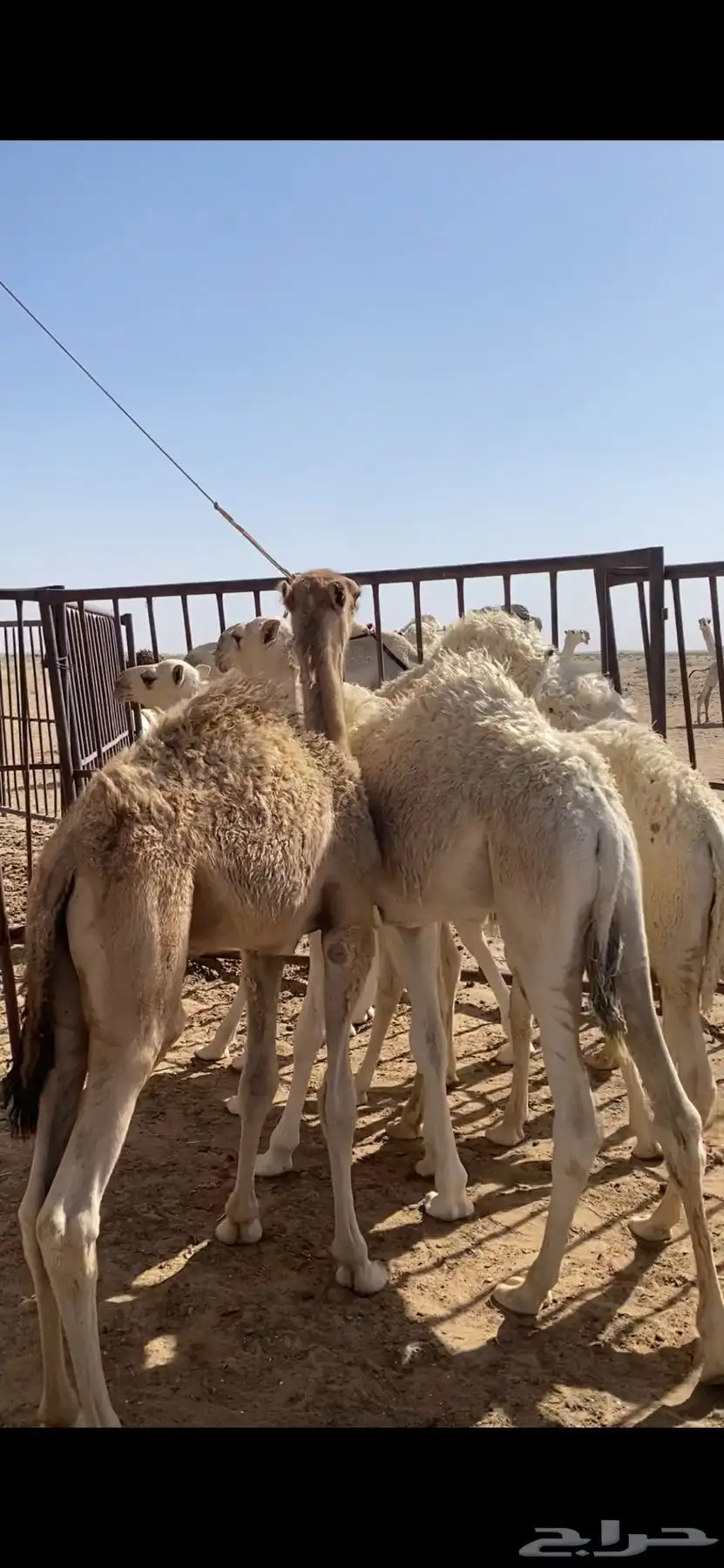 حشو للبيع من 3شهور الي 6 شهور 0