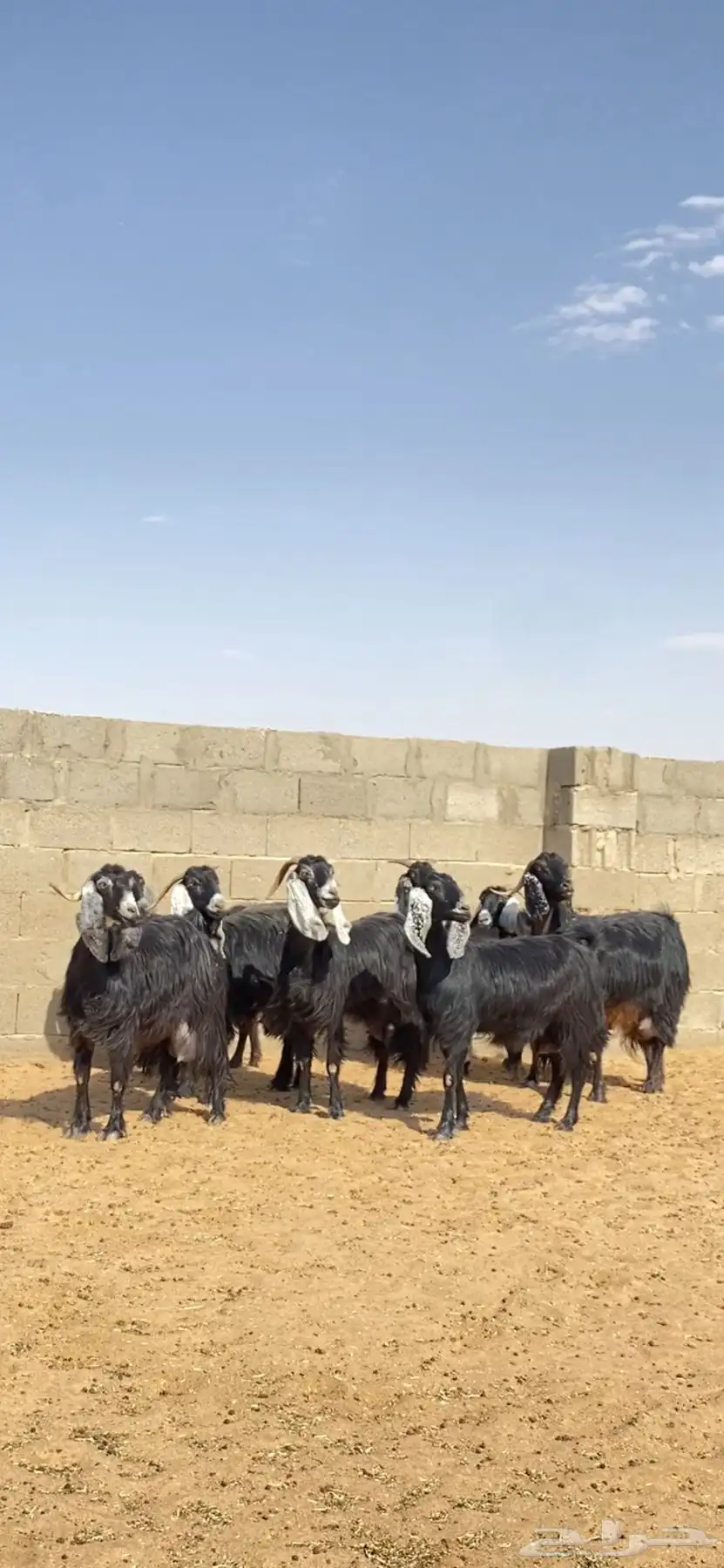 معزا عوارض مقنوي 0