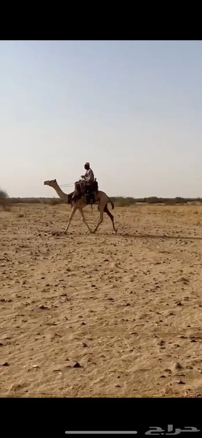 قعود حر سوداني طايع على شرط السن حق موقع المظيلف 1