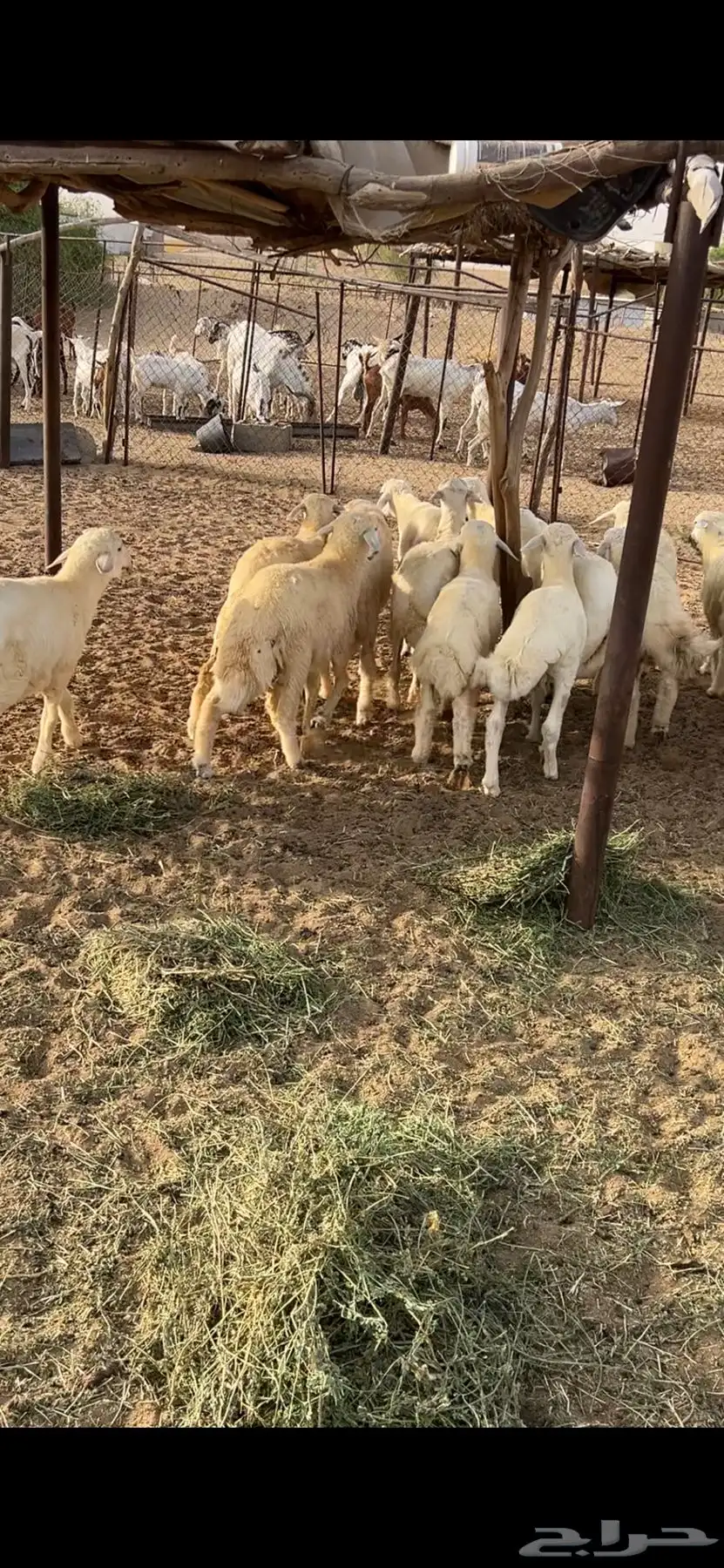 طليان 1