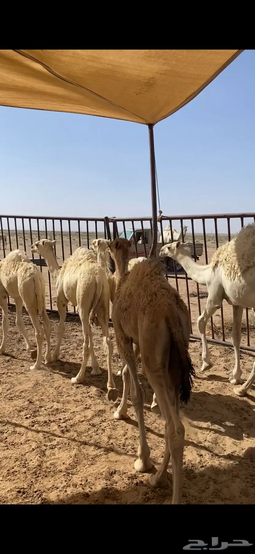 حشو للبيع من 3شهور الي 6 شهور 4