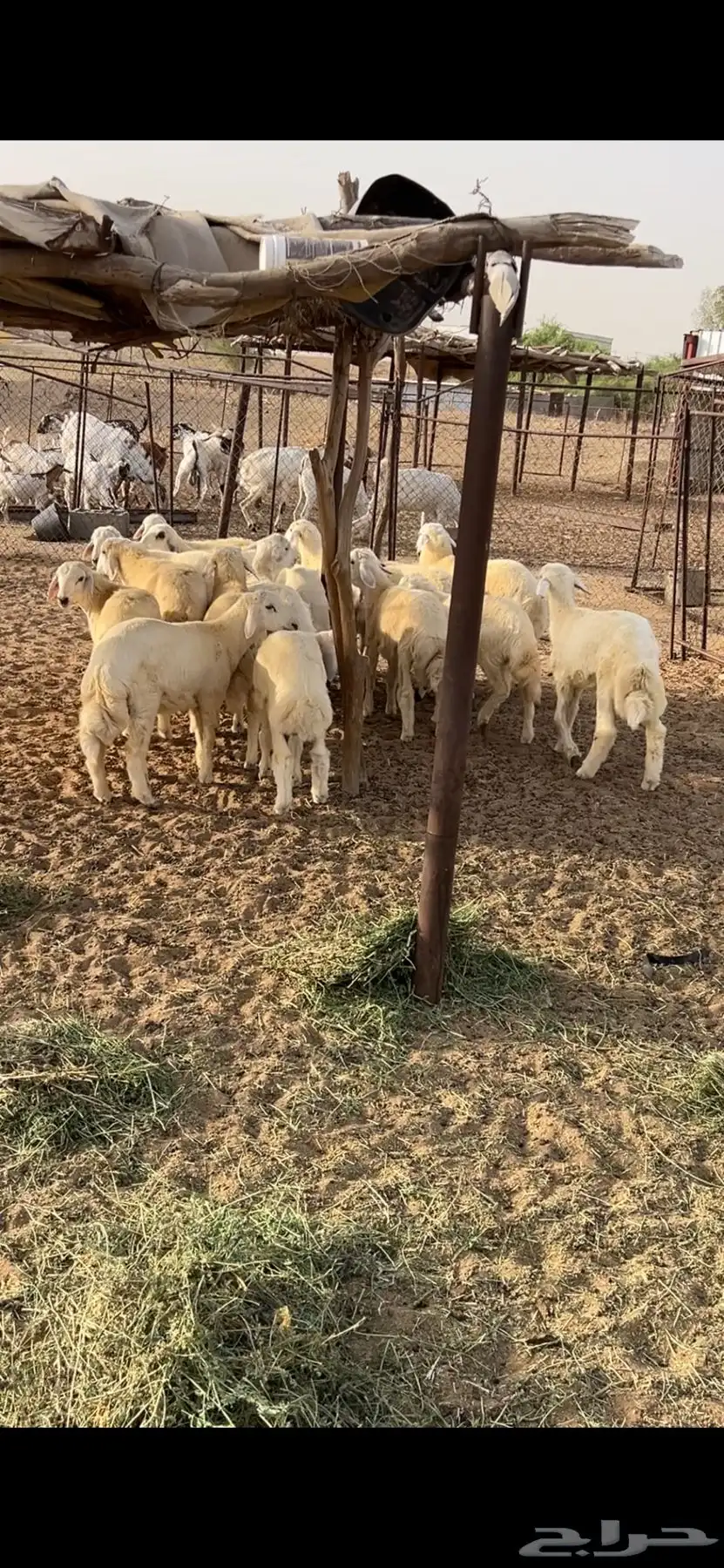 طليان 2