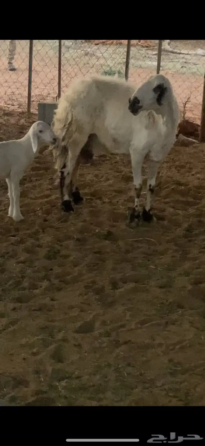 حريه تامه شبب تحتها خروف 0