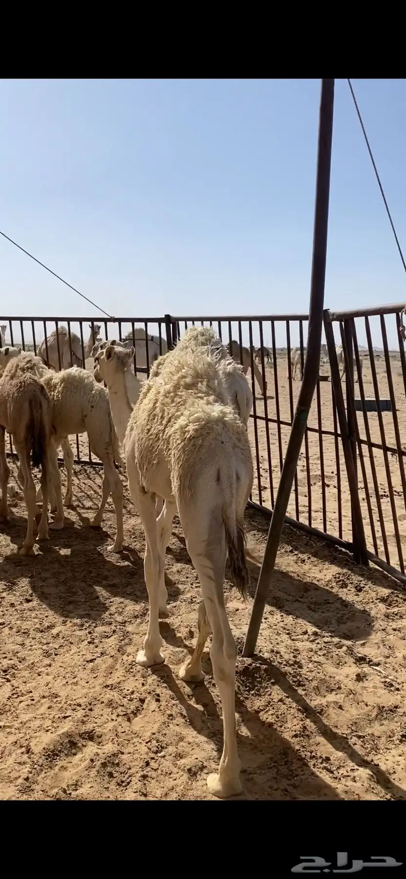 حشو للبيع من 3شهور الي 6 شهور 2