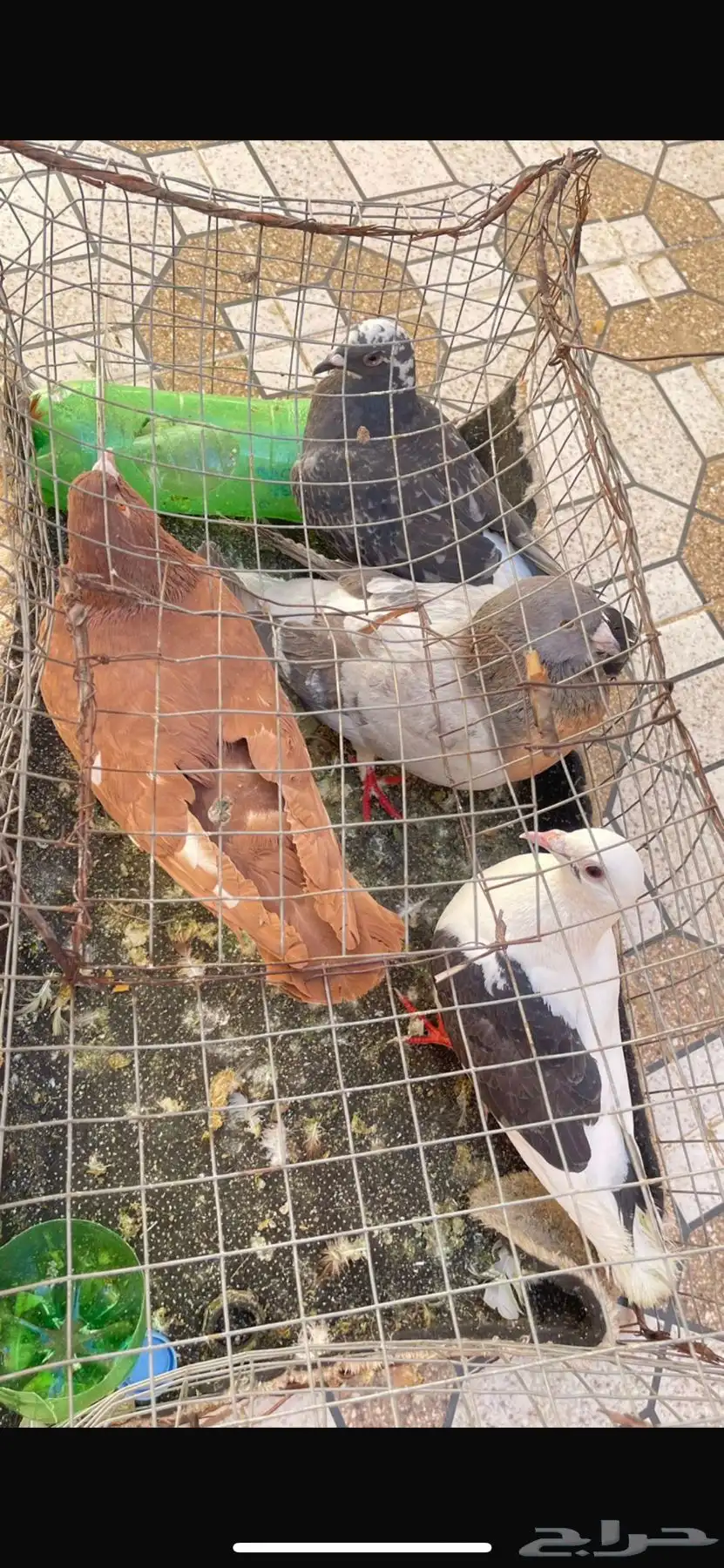 حمام زاجل للبيع اربع حبات 0