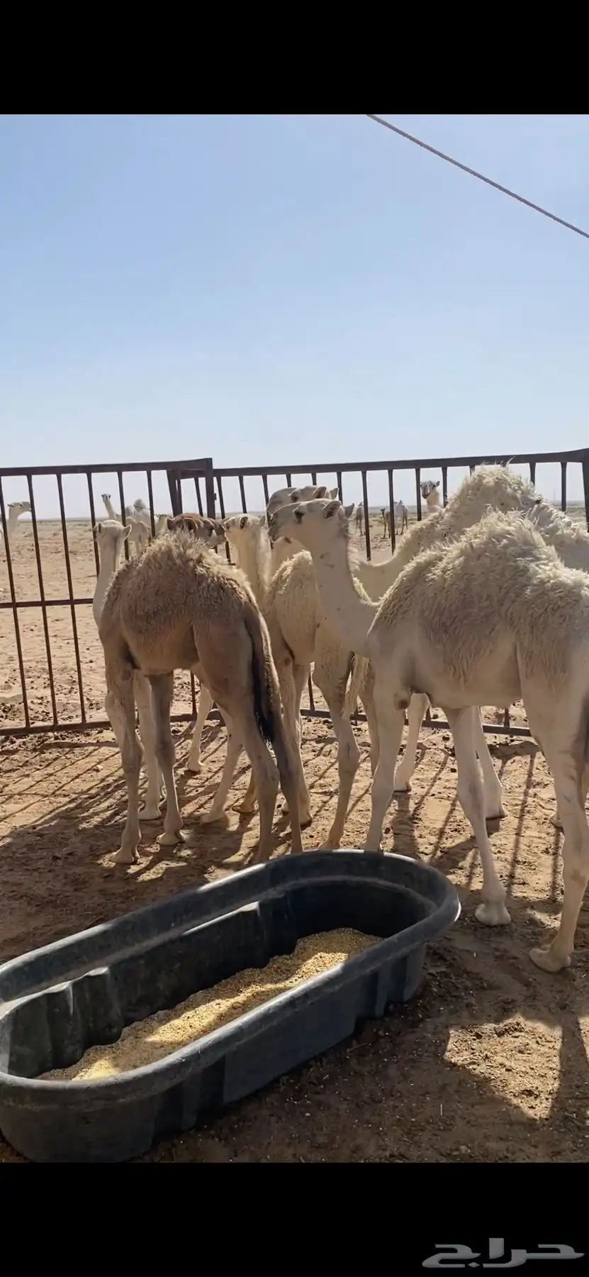 حشو للبيع من 3شهور الي 6 شهور 1