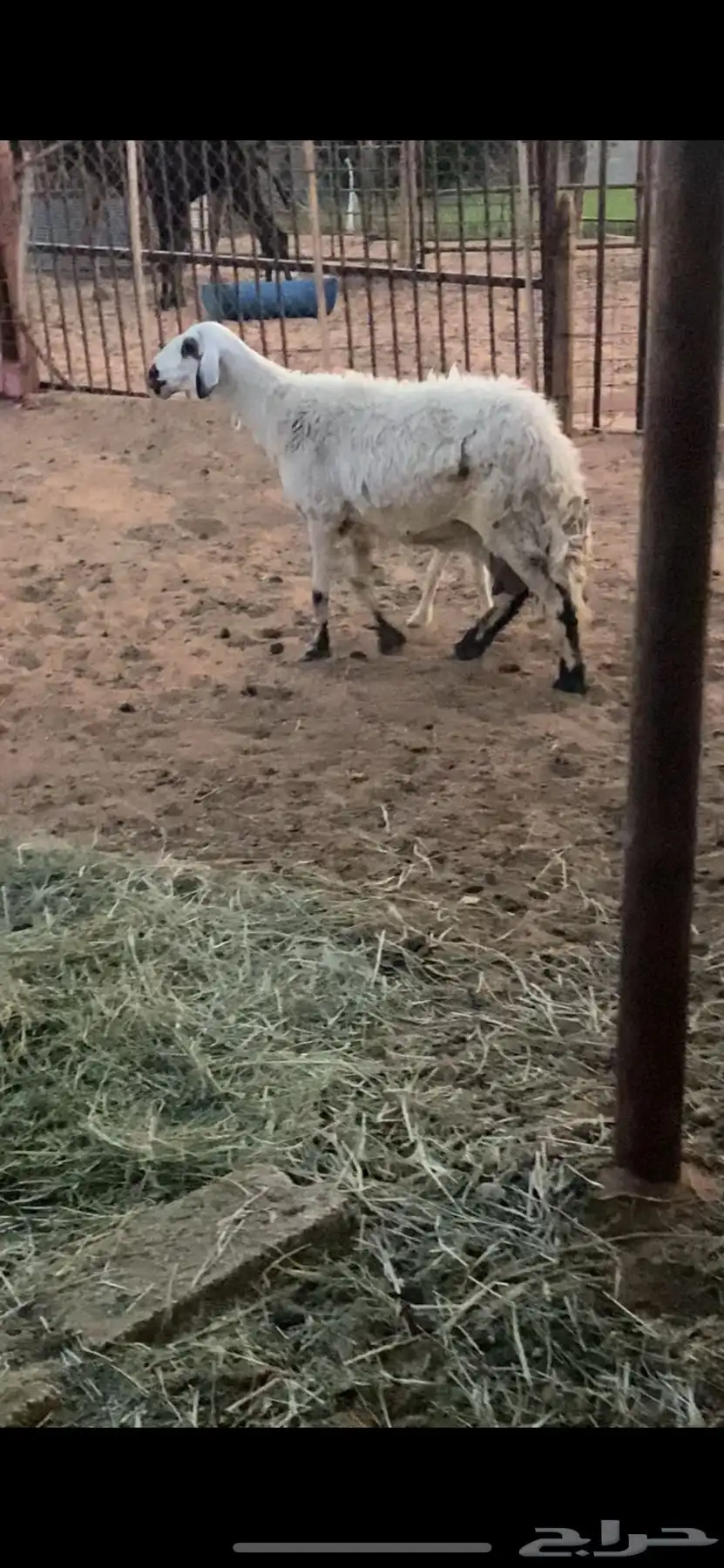 حريه تامه شبب تحتها خروف 1