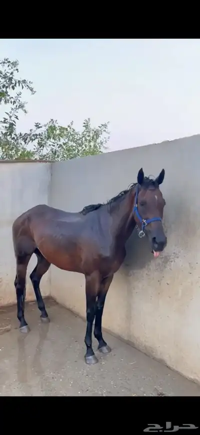 فرس للبيع معها مهره ولقاح شهرين 1