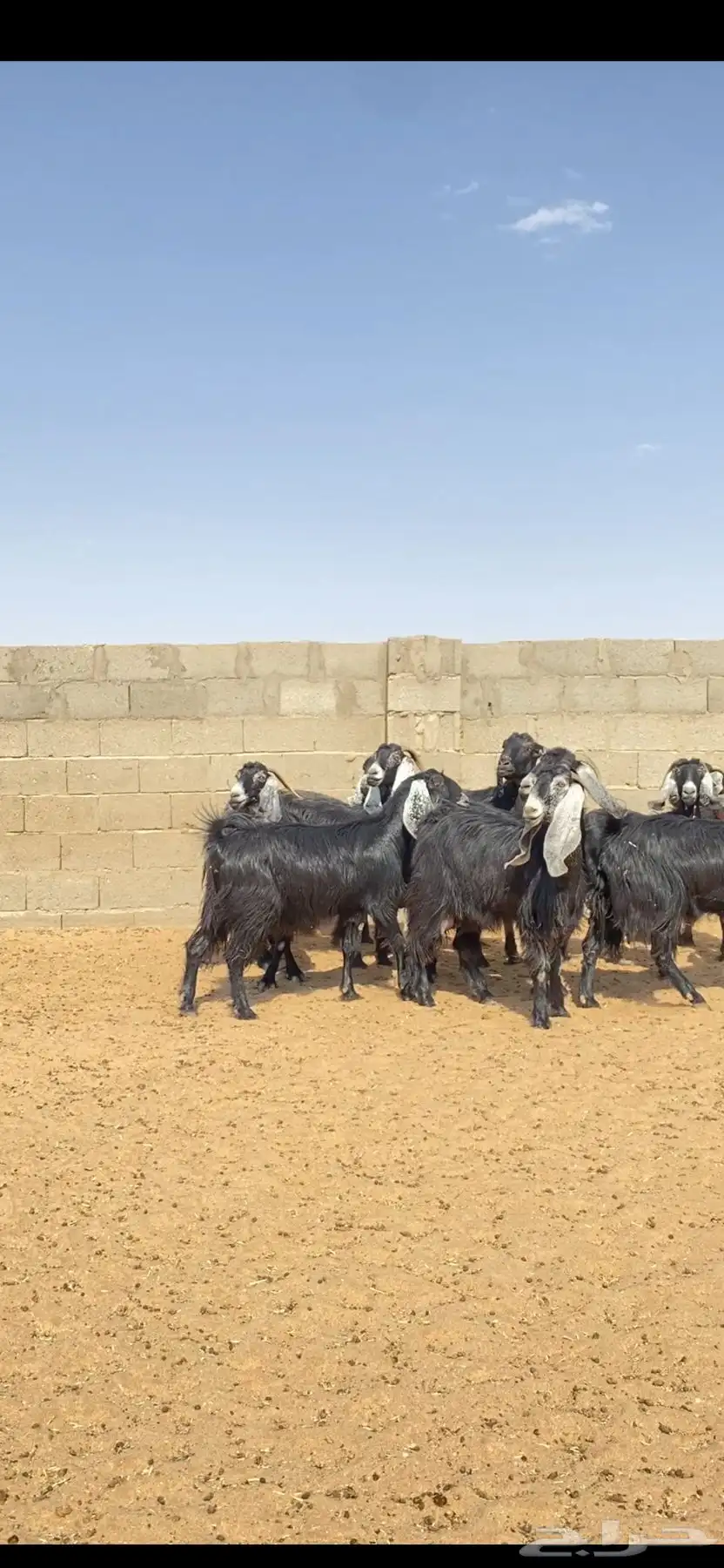 معزا عوارض مقنوي 1