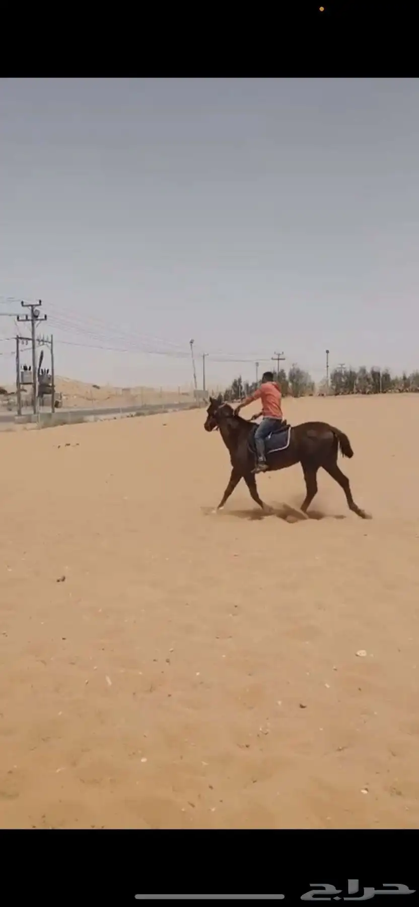خيل للبيع على السوم 2