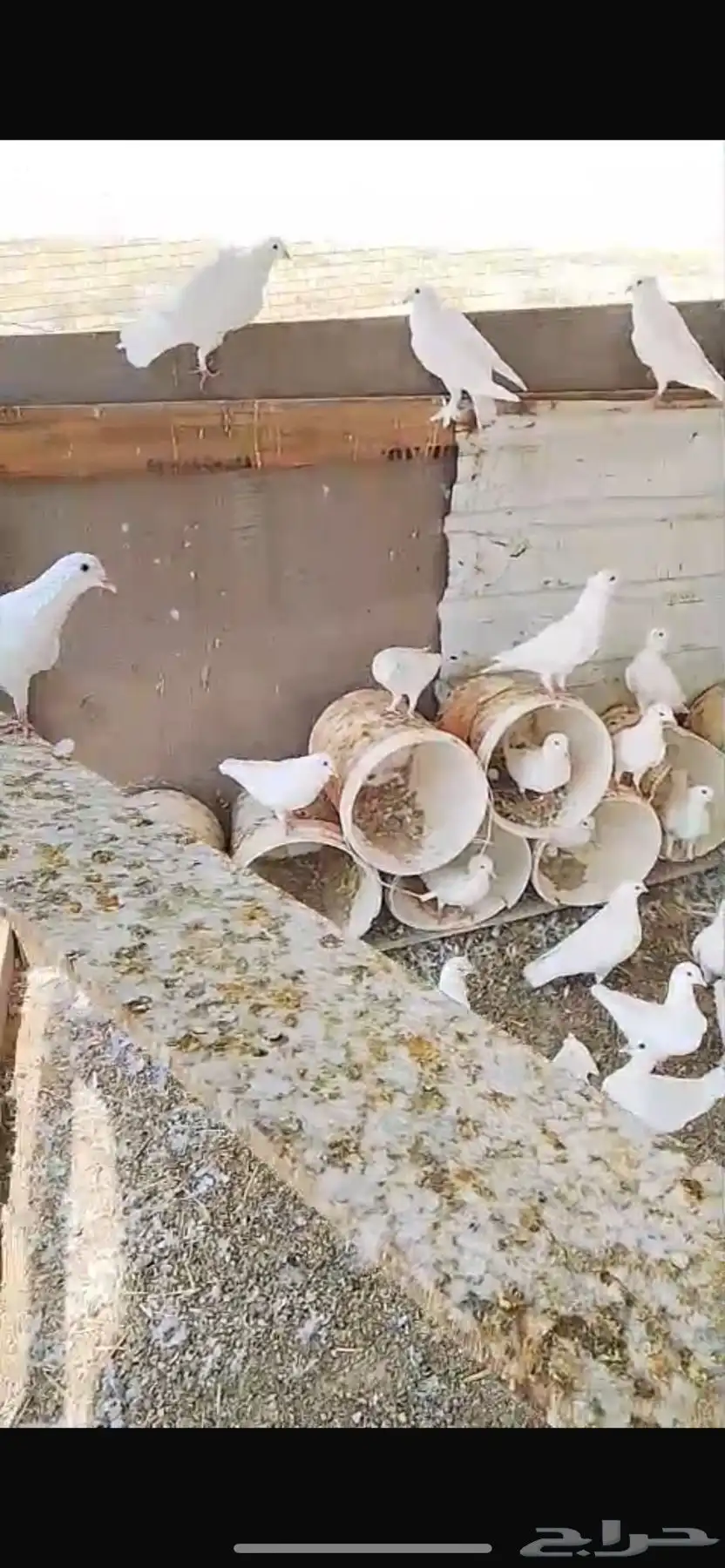 حمام فرنسي منتج 4